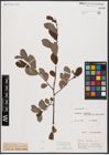 Foto von Salix aurita L.